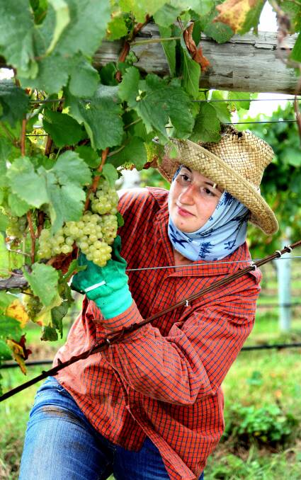 BALANCE: Irina Seemann from Germany picks grapes in Pokolbin. A review aims to satisfy seasonal workers and the federal budget. Photo: Phil Hearne
