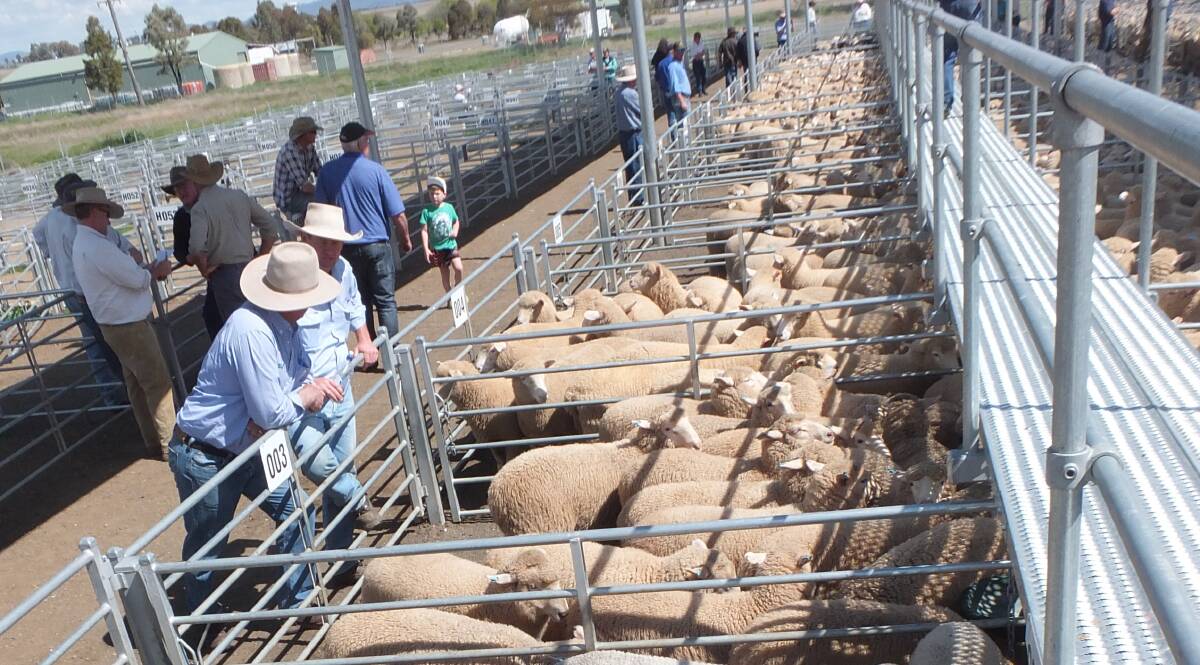 Champion of industry: A feature lamb sale in memory of late auctioneer Jason Goodwin will be held on September 5 at the Tamworth Regional Livestock Exchange.