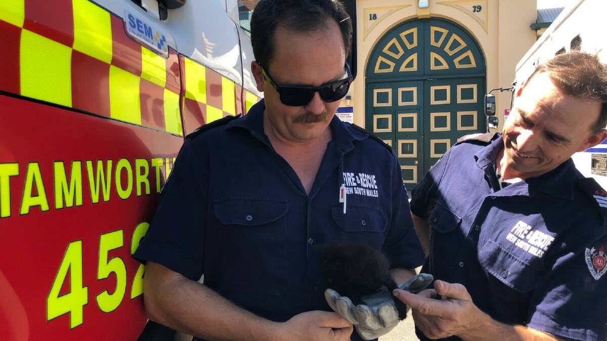 GET MEOW-T OF HERE: John Eddy and Neil Ferguson from the Fire & Rescue NSW Carthage Street station show the soaked kitten a bit of love after her ordeal. 