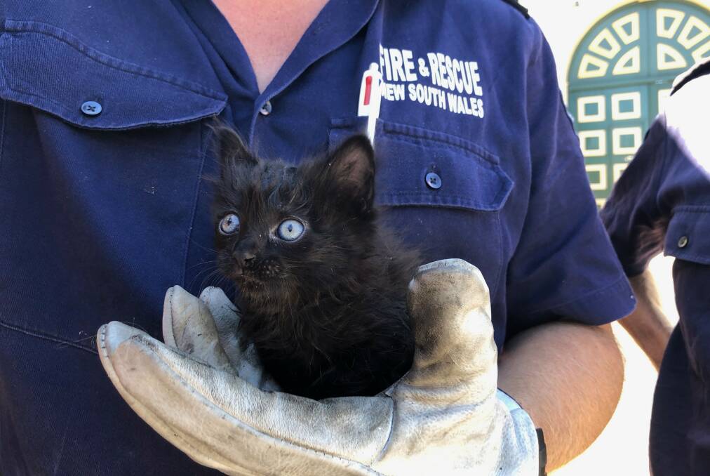 FREE AT LAST: The tiny kitten had to be hosed to safety and was taken to the pound, where she's waiting to be adopted.