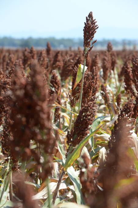 ACTION: A class action alleges Advanta Seeds sold certified sorghum seed contaminated with the noxious weed shattercane. 
