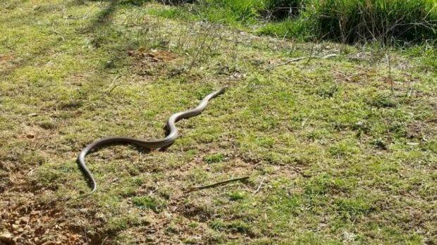 PROJECT: A large brown snake - the snake associated with the most bites in Australia, according to a decade-long study. Photo: Louise Botha