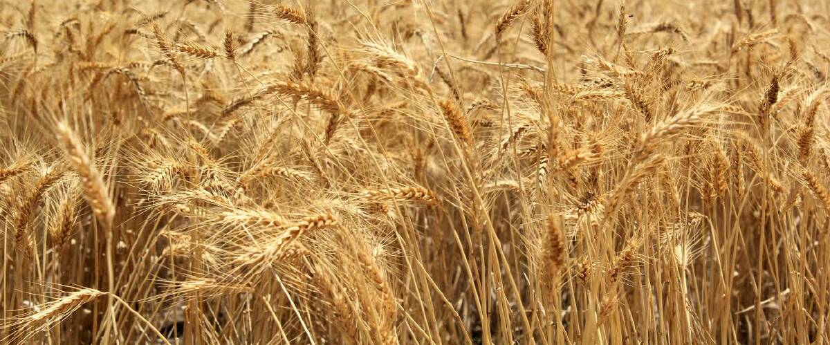 Rain too late to save many wheat crops