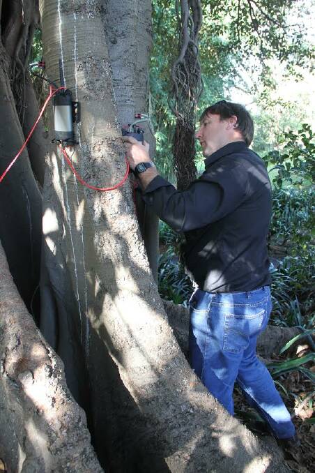 MAPPING SAP: ICT International's Alex Downey installs one of the company's sap flow meters in a Moreton Bay fig at Government House, Sydney.