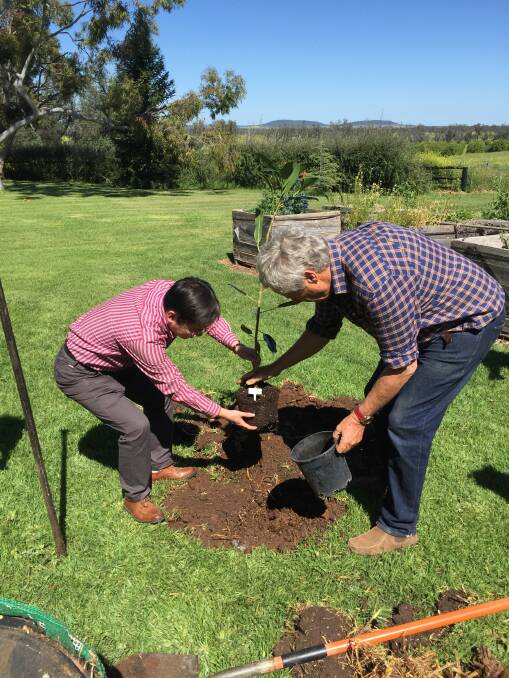 Robert Hoddle from Gunnible with Mr Xiang from NingBo Trading Company planting a Port Jackson fig last Sunday as a tree of friendship.