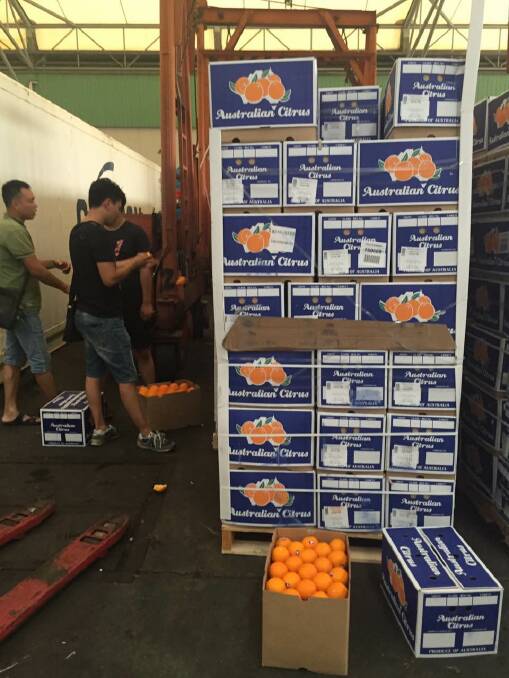 Gunnible oranges being unloaded from the container in Shanghai this week.