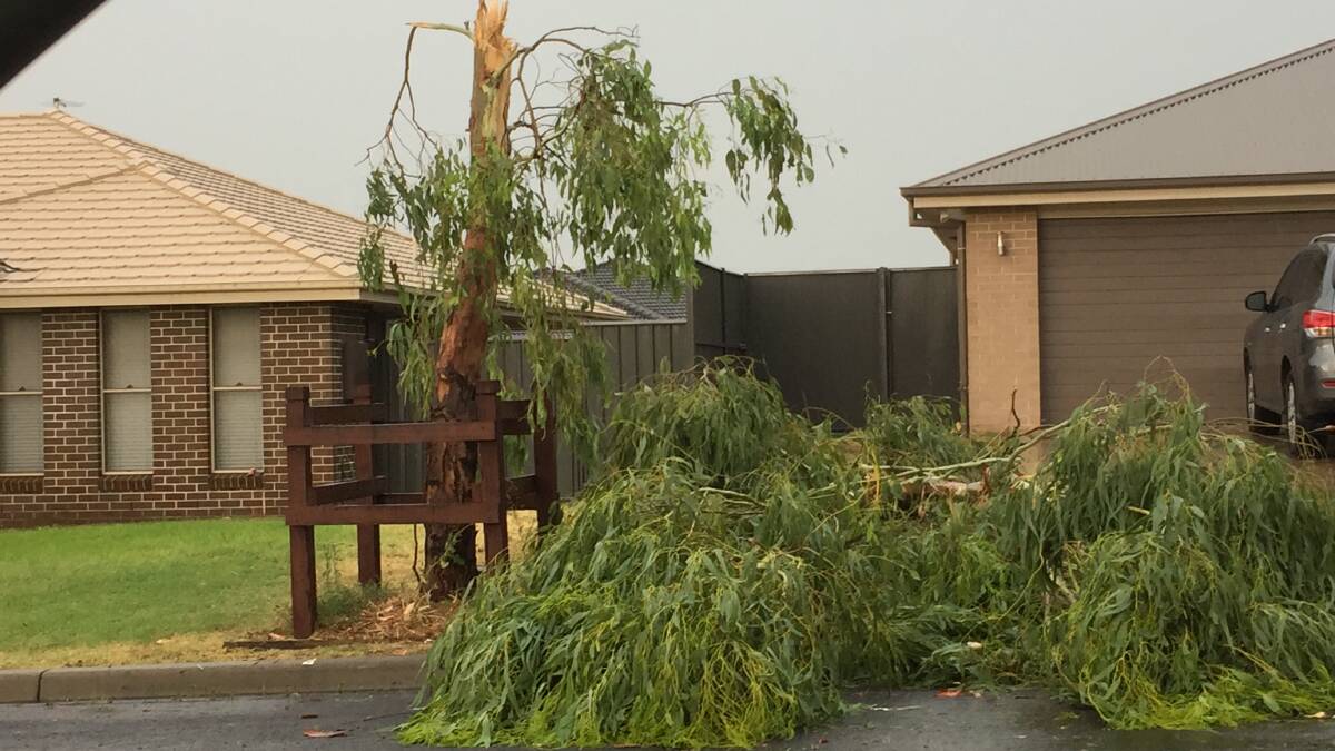 This tree was snapped like a match stick during Gunnedah's storm on Friday.