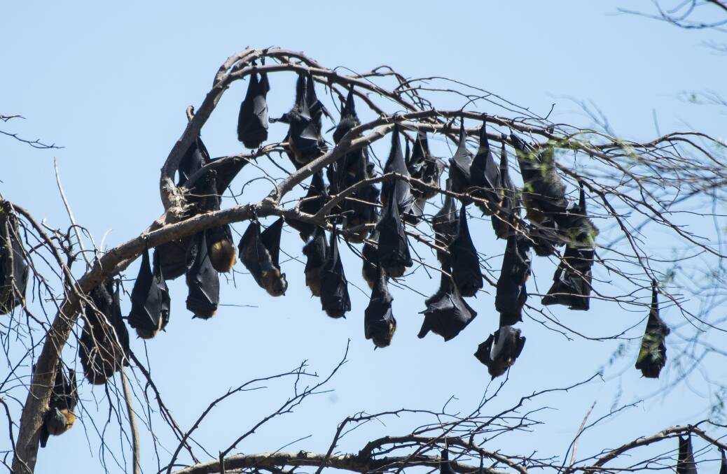 Going batty: The city was inundated with a huge colony of Grey Headed Flying Foxes this year, although council said there is no way of telling if they will return.