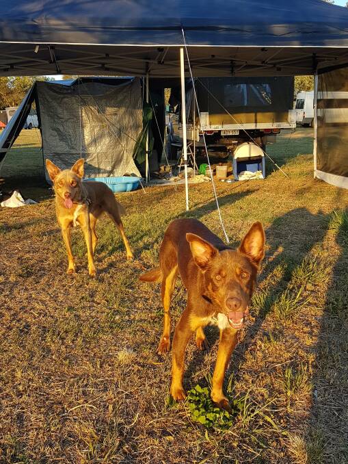 Dusty and Buddy back at the Riverside campground after the ordeal.