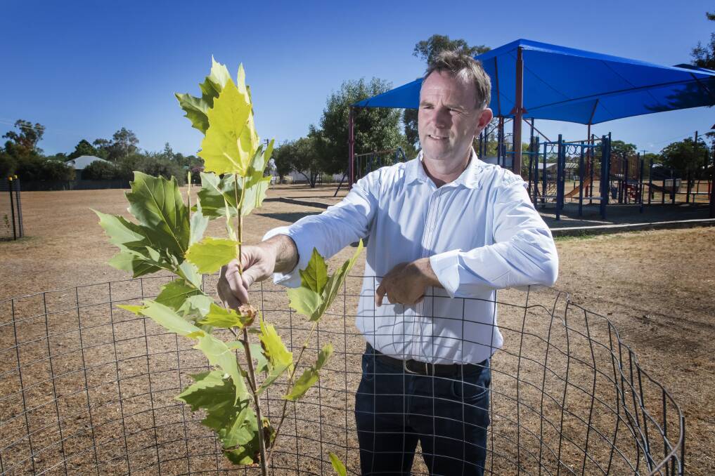 Plane idea: Mark Rodda is planting eight more London Plane trees for shade in Hyman Park as he looks to make it "as inviting as Anzac Park." Photo: Peter Hardin