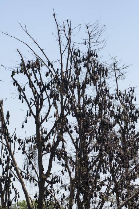 Battling bats: The 150,000 strong colony of bats has reduced to around 50,000, and council expect most of the remaining ones to also soon leave. Photo: Peter Hardin