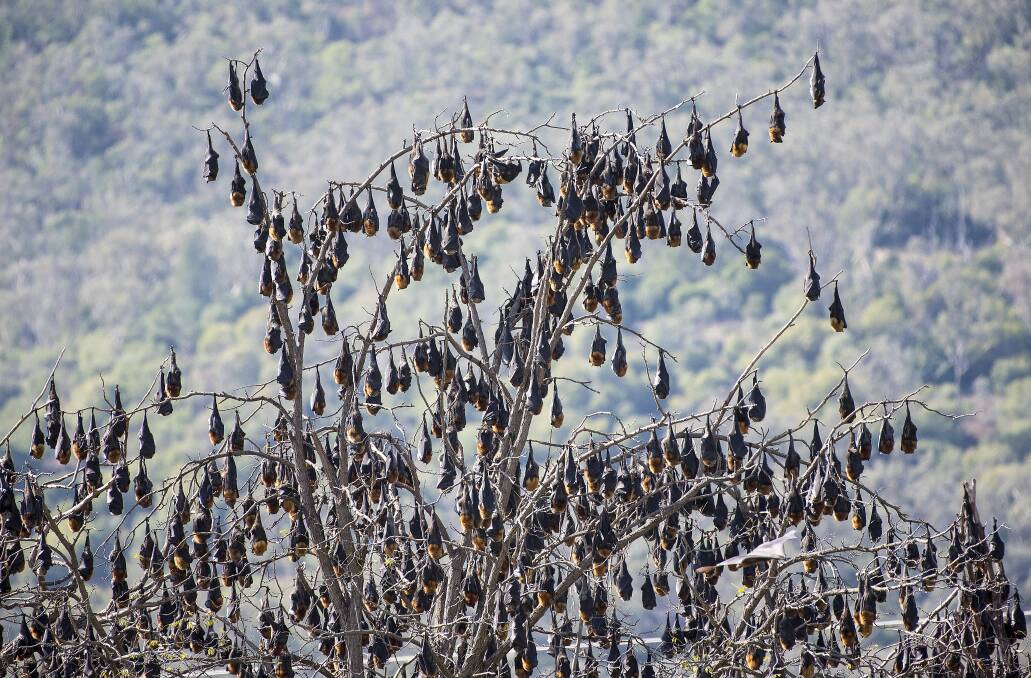 Come here often: Council have been given the green light to cut down trees and offer subsidies to reduce the impact of the flying fox colony. Photo: Peter Hardin