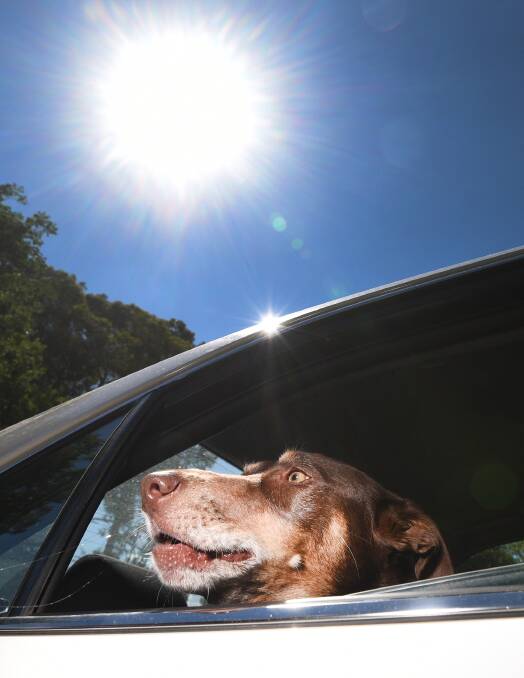 Just don't do it: The RSPCA is urging pet owners to never leave dogs unattended in hot cars after two avoidable deaths in the past week. Photo: Gareth Gardner 170117GGE07