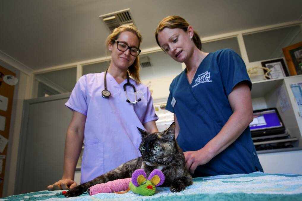 Lucky cat: Sarah Treloar and Belinda White do a final check on Buzz the Burmese, who is lucky to be alive after being bitten by a brown snake on Carthage St over the weekend. Photo: Gareth Gardner 181017