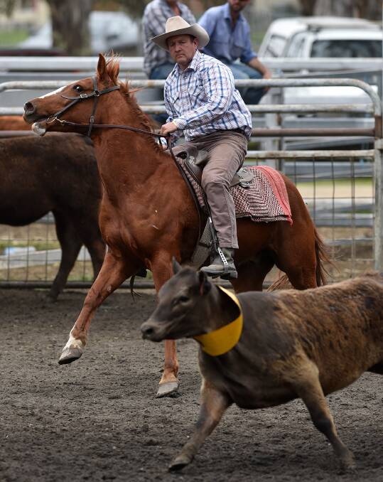 John Camilleri cuts out this steer in the yellow collar and heads it towards the pen at the NSW Team Penning Championships at Moonbi last weekend. Photo: Gareth Gardner 081016GGC05