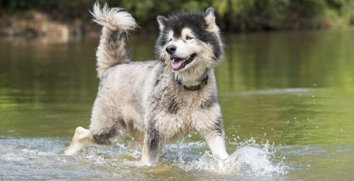 The good stuff: Local four legged friend Kodi Toyer sought some salvation in the river as Thursday sent the mercury soaring. Photo: Peter Hardin 190117PHD070