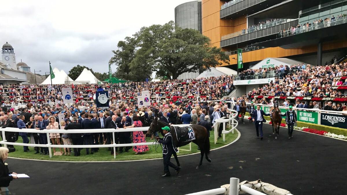 CROWD: She Will Reign in the parade ring at Randwick on Saturday. Photo: Supplied