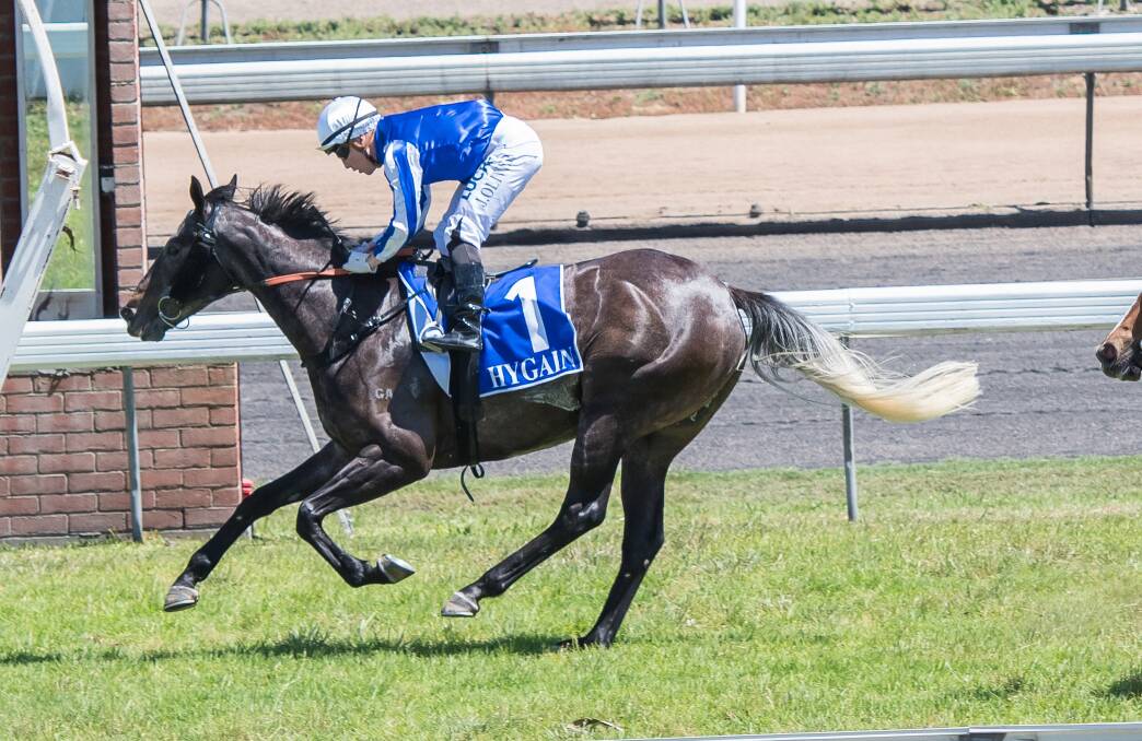 COMBINATION: Josh Oliver on board another of Luke Morgan's horses - Excitable - in Tamworth last year. The hoop will be on Le Dazzle at Gunnedah. Photo: Peter Hardin
