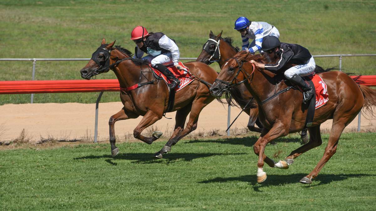 DECISION TIME: Gelding Don't Tease Me will race either Tuesday’s Winter Dash at Tamworth or a midweek Sydney sprint. Photo: Gareth Gardner