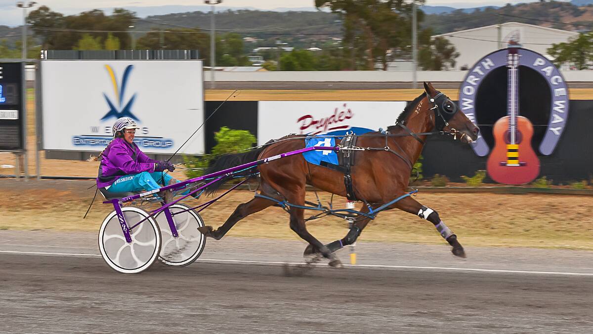 SUCCESS: Tamworth reinswoman Sarah Rushbrook steers Jackeroo Shannon to victory at the Paceway on Friday night. Photo: PeterMac Photography
