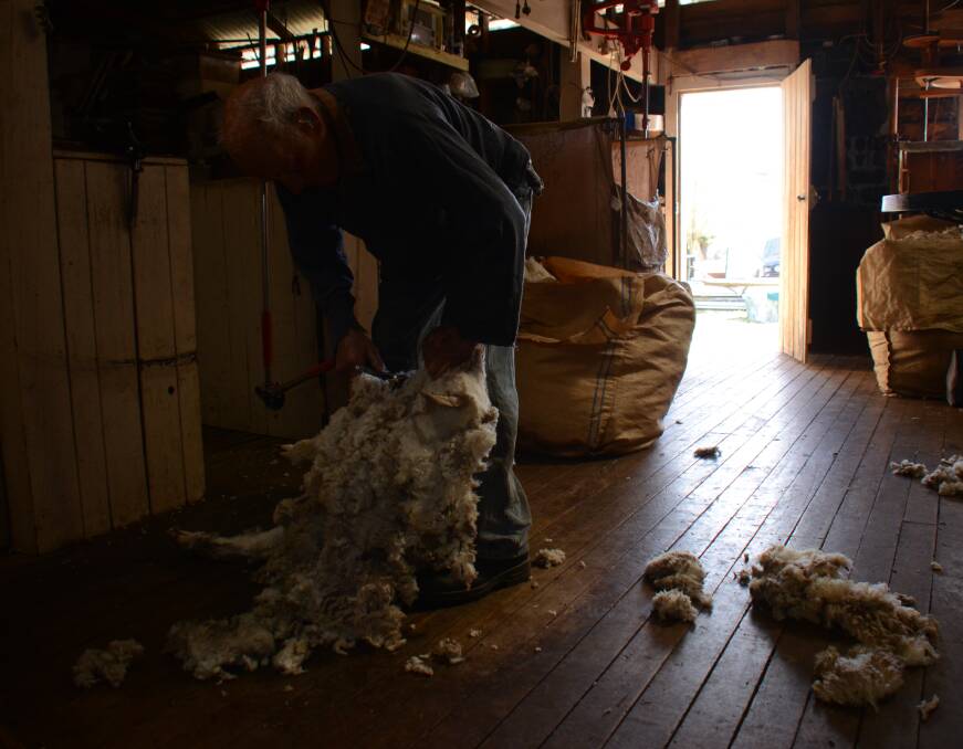 LIFE WORK: "That’s been my life … entertaining and meeting with other people." Ray Williams shearing in his shed on Thursday morning. Photo: Rachel Baxter.