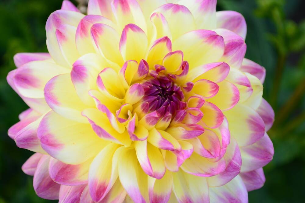 Beautiful dahlias: The flowers thrive best in a warm, sunny position sheltered from strong winds.