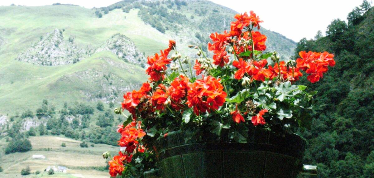 Brilliant display: The colours of geraniums make them a great choice for pot plants or in the garden.