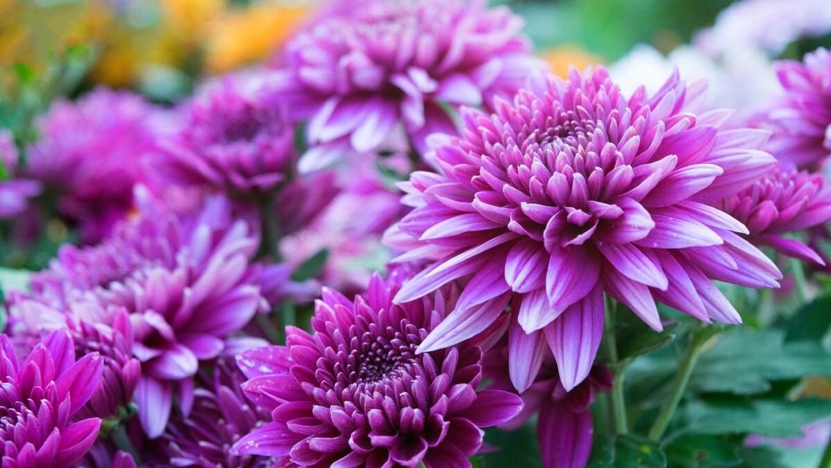 Purple glory: Chrysanthemums add a pop of colour to your garden when most plants have finished flowering.
