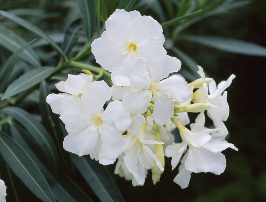 Beautiful but deadly: The oleander is one of the deadliest of all shrubs. Both their flowers and leaves can be fatal. It can be a good idea to look at what plants are poisonous before planning your garden.