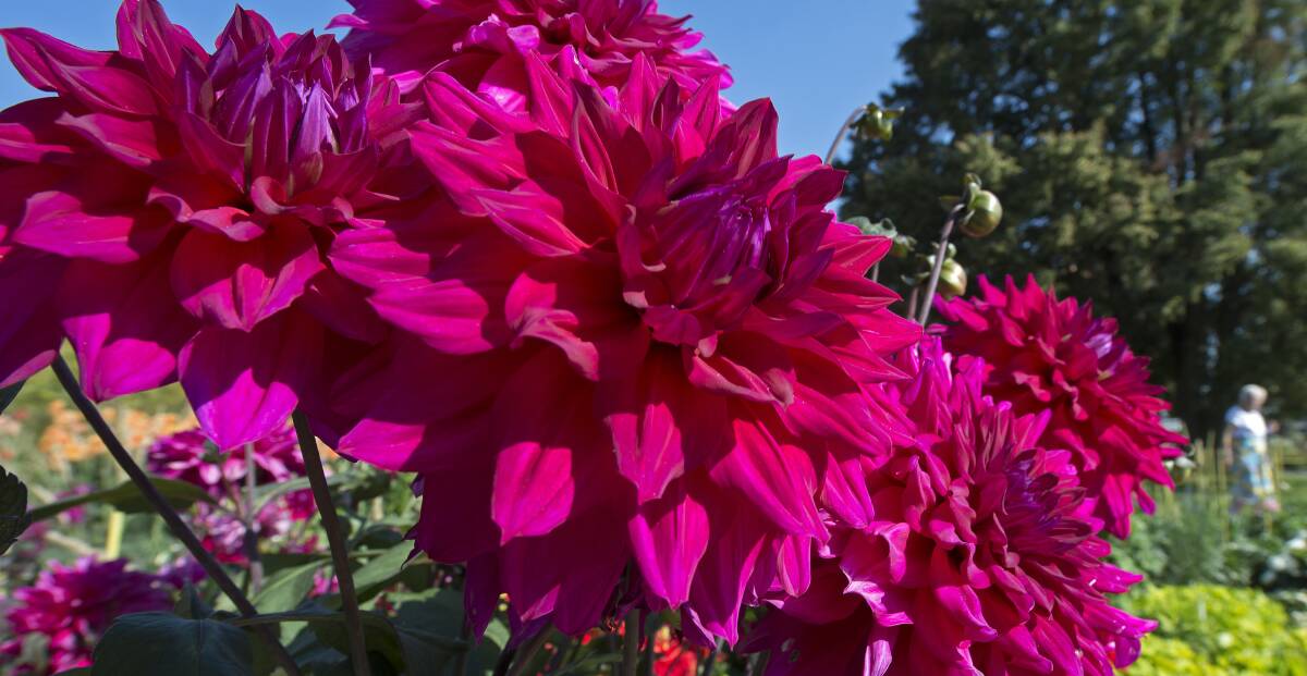 Dahlias: It's time to plant for your amazing summer display of this beautiful flower.