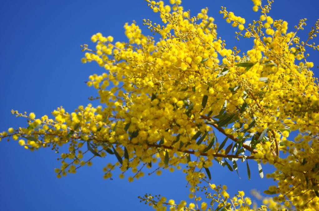 Here comes the spring: Wattles are the golden harbinger of the new season. There are many varieties of wattle that vary greatly in size and appearance.