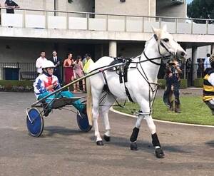 SUCCESS: Chloe Formosa drove Lumberjack Willie to a win in the Mini Trots Miracle Mile in Menangle last Saturday. Image: HRNSW