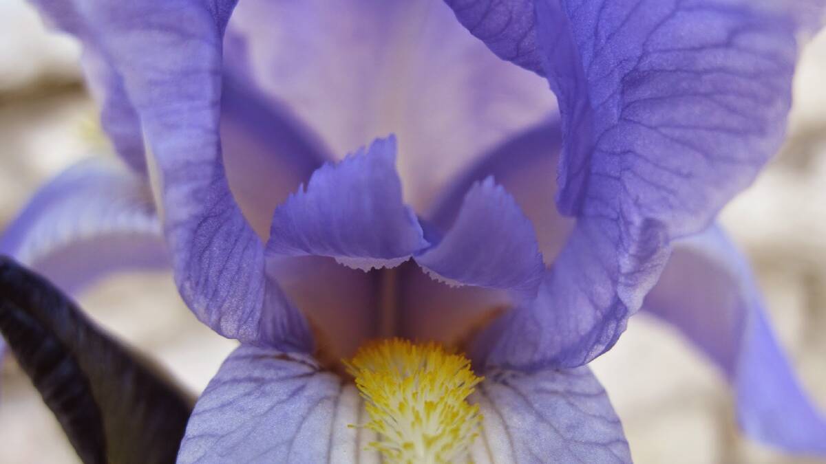 Purple beauty: The iris comes in an amazing array of colours including the pretty shade of purple featured in this close-up of a flower.