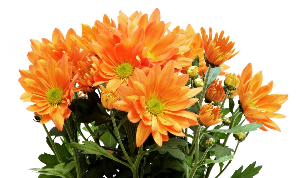 Bright display: Chrysanthemums were originally gold but now come in many colours.