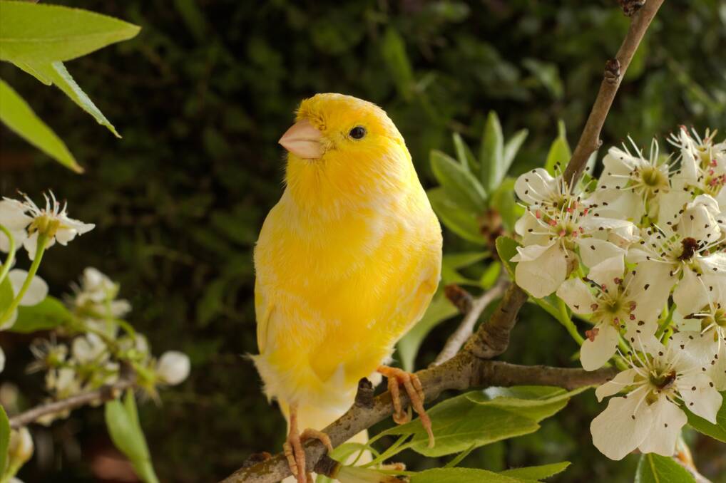 Changing terms: The canary bird came to be known simply as the canary.