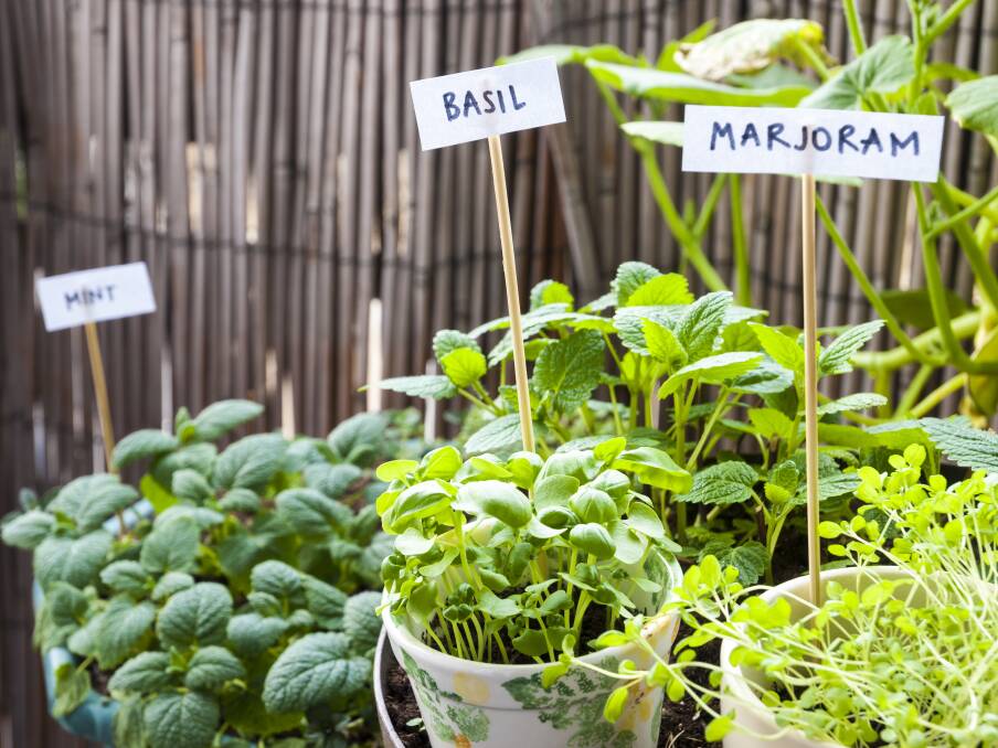 Growing green: A little effort can provide you with a good supply of herbs for your kitchen.