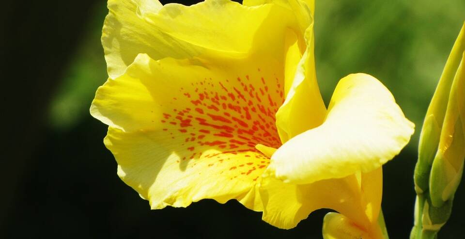Golden treat: A vibrant shade of yellow with deep orange-red spots is one of the many colours displayed by the iris.