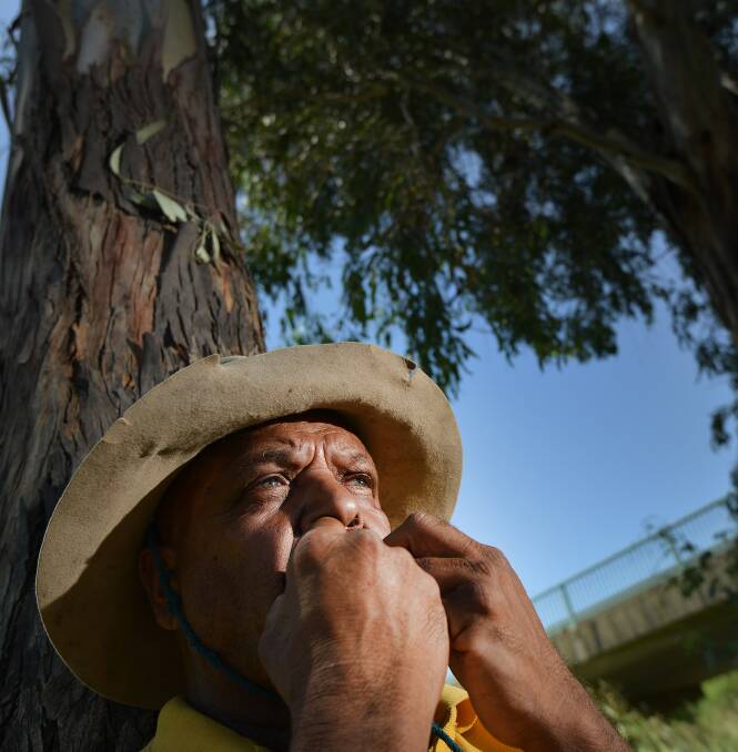 TUNE: James Dungay has played the gum leaf at the Country Music Festival for 25 years. On Tuesday, he returned to the very tree where it all began. Photo: Gareth Gardner
