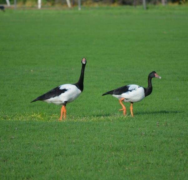 Northern neighbour: Three Magpie Geese, who usually call parts of the Northern Territory home, have returned south after a spell of good rain. Photo: Robyn Grover