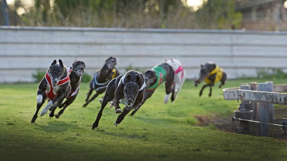 Greyhound commission on track
