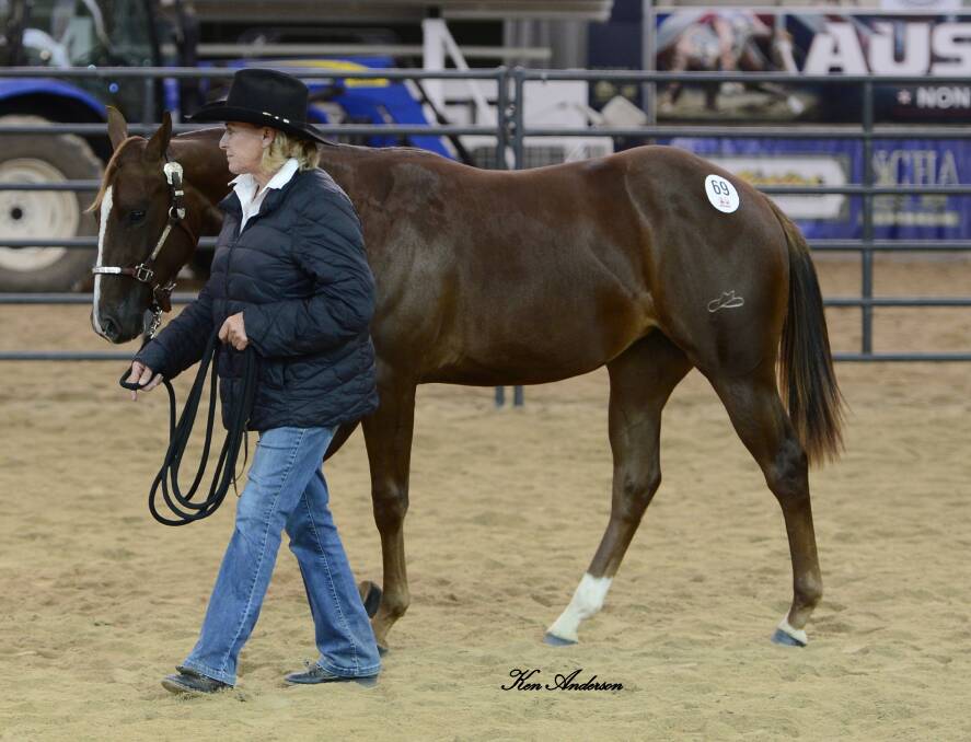 TOP PRICE: Highest-selling lot 69 HELLISH for $42,000 purchased by SDM Quarter Horses. Photo: Ken Anderson