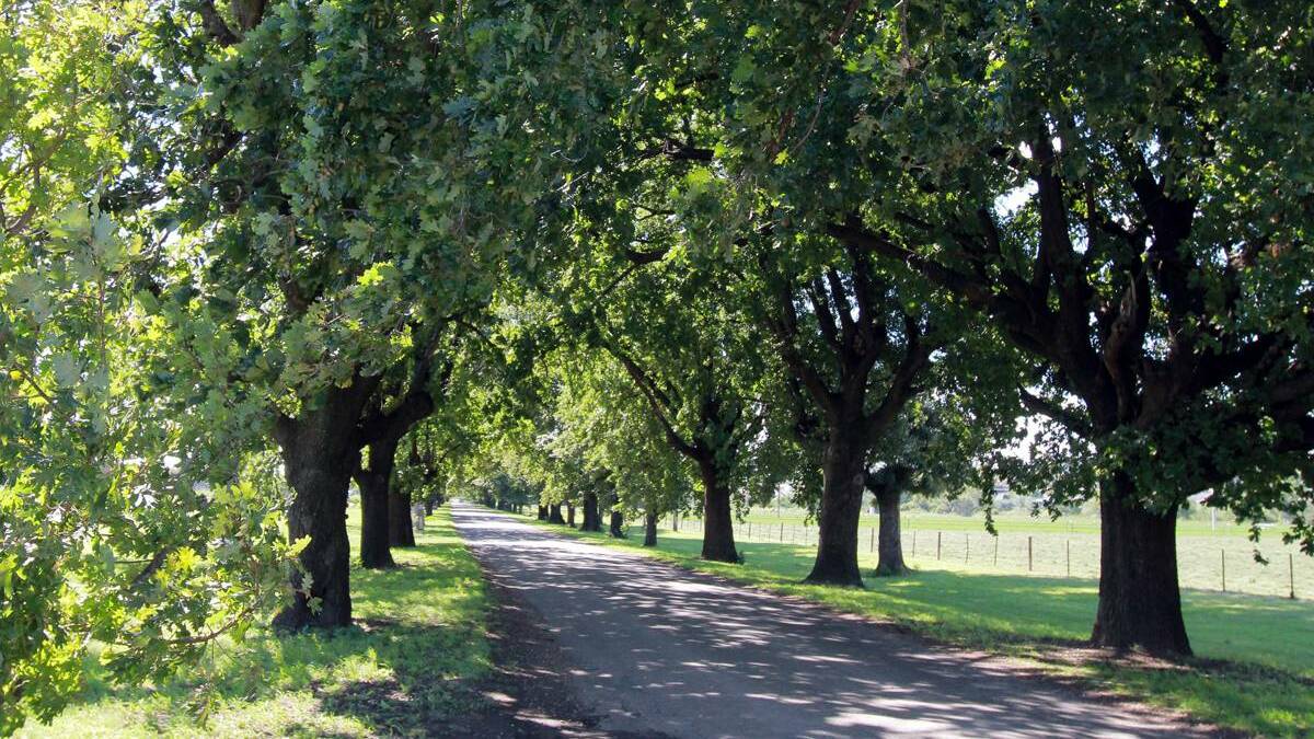 ACTION: King George V Avenue memorial oak trees await their destiny. 