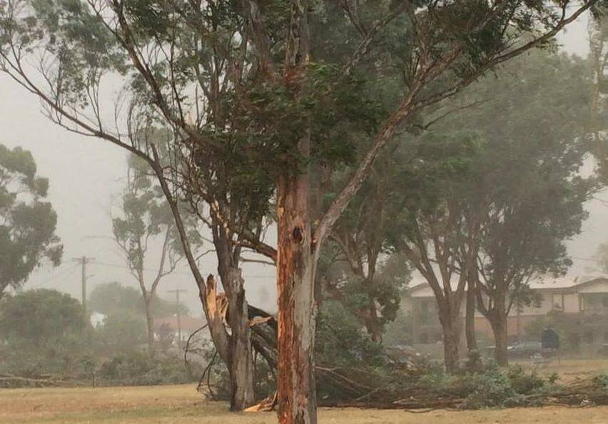 SNAPPED: Strong winds put down trees and power lines across parts of Tamworth on Monday afternoon. Photo: Deanne Loffel