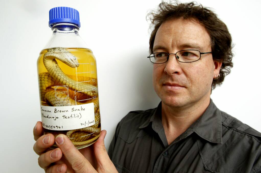 DEADLY: Clinical toxicologist Professor Geoff Isbister says keeping still, applying a pressure bandage correctly and phoning an ambulance are key tips to surviving a snake bite. Photo: Jonathan Carroll