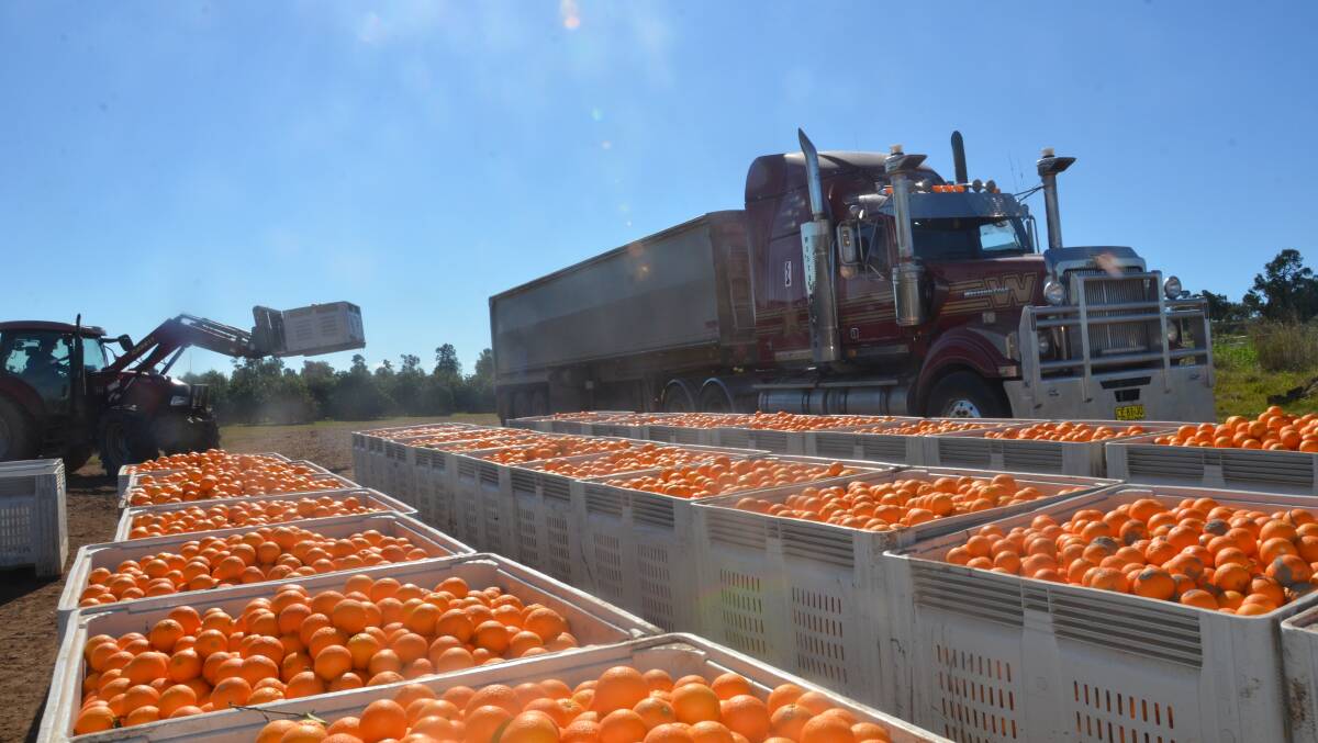 BIG HAUL: Orange production increased by 15 per cent in NSW in the last financial year. These bins - each weighing 500kg - were being trucked from Gunnible Pastoral Company, Gunnedah, on Wednesday. Photo: Ella Smith 
