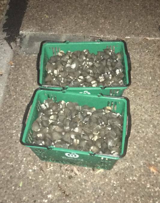 Bust: Illegal cockles seized by NSW Department of Primary Industries fisheries officers in a targeted blitz in Sydney and the Illawarra. Photo: Illawarra Mercury