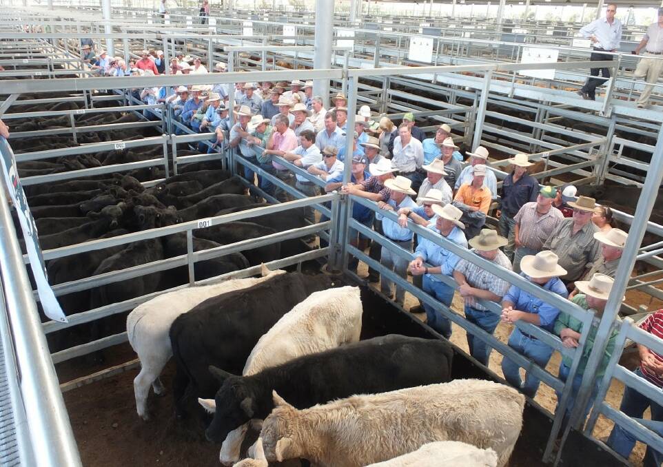 SALE O SALE O: The Virbac Weaner Challenge, coming up on April 7 in Tamworth, features annual drafts from some of the region’s best producers. 