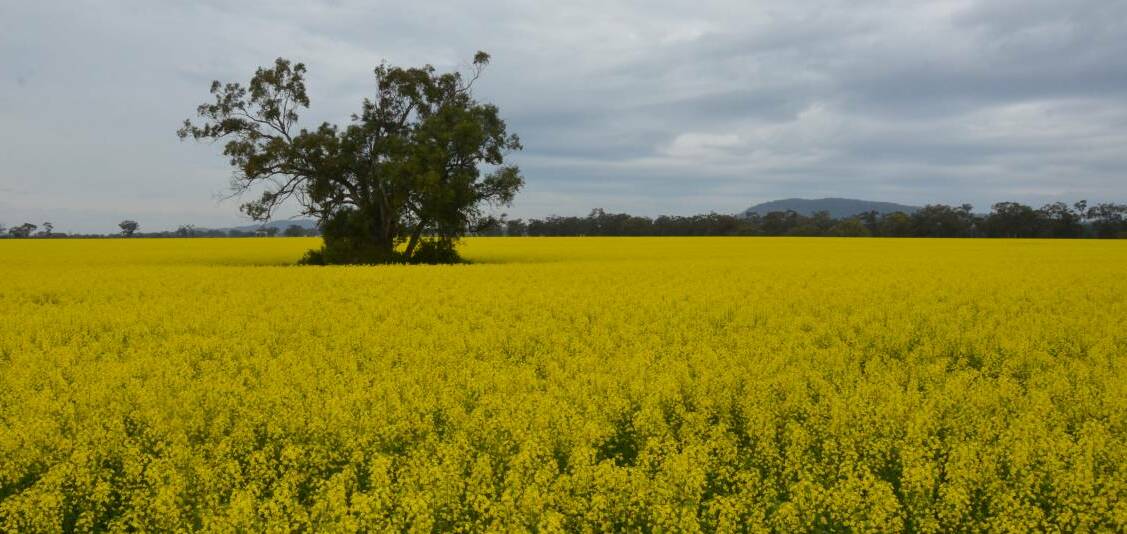 COLOUR BURST: Canola crops are flowering across the Gunnedah district, creating a spectacular golden sight on the first day of spring.