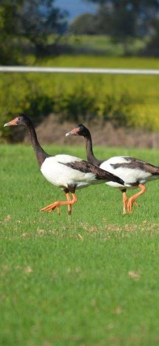 A SIGHT: These Magpie Geese were spotted in Boggabri recently. 