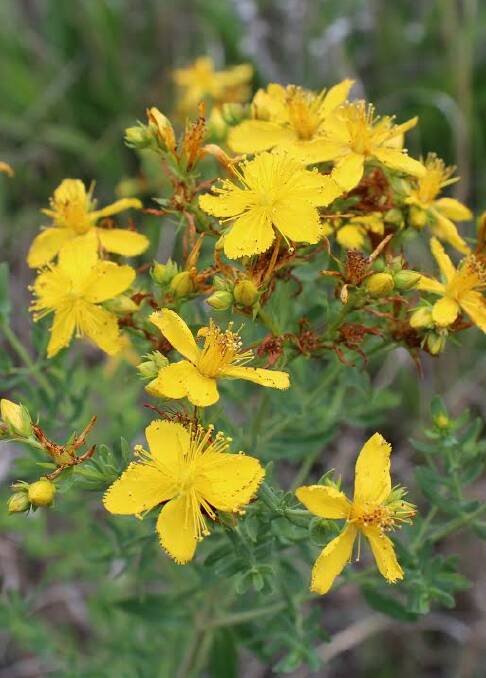 TOXIC TO CATTLE: Farmers are being warned to eradicate St John's Wort.